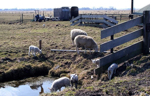 schapen